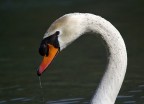 cigno reale cigno reale