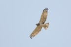 Biancone (Circaetus gallicus) L'aquila dei serpenti Biancone (Circaetus gallicus) L'aquila dei serpenti