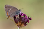 Satyrium ilicis Satyrium ilicis