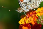 *** Che buono stò sorbetto alla lantana *** *** Che buono stò sorbetto alla lantana ***