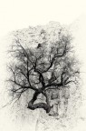 un albero nella roccia un albero nella roccia