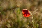 Poppy and Bokeh Poppy and Bokeh