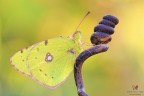 Colias..... Colias.....