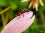 Cimice rossonera Cimice rossonera
