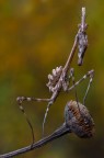 Empusa giovane Empusa giovane