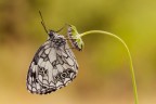 Melanargia galathea Melanargia galathea