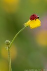 Coccinella septempunctata (Linnaeus, 1758) (Coleoptera � Coccinellidae)

Canon EOS 7D + Sigma 180mm f/3.5 EX DG HSM Macro

Suggerimenti e critiche sempre ben accetti
[url=http://www.rossidaniele.com/HR/_MG_8085copia-mdc-1500.jpg]Versione HR[/url]