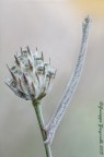 Larva di Agriopis aurantiaria Larva di Agriopis aurantiaria