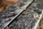 Autunno Autunno