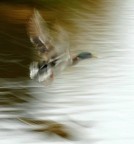 Spirit having flown Spirit having flown