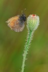 Farfallina Farfallina