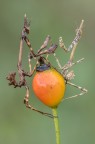 Empusa Fight Club Empusa Fight Club