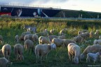 TEEM Sheep TEEM Sheep