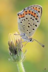 Lycaena tityrus...