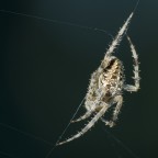 Spider Spider