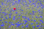 rosso nel blu rosso nel blu