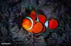 Nemo in PNG Nemo in PNG