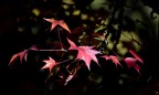 Finalmente l'autunno 1 Finalmente l'autunno 1