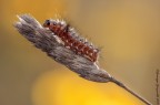 Acronicta rumicis Acronicta rumicis