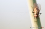 MOSCA MOSCA