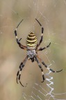 Argiope