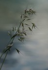 esile esile