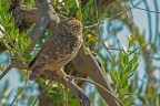 Civetta (Athene noctua) Civetta (Athene noctua)