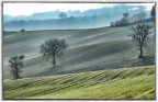 Three trees Three trees