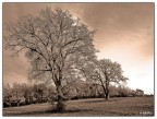 ALBERO albero ALBERO albero