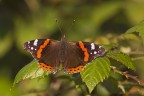 Vanessa atalanta Vanessa atalanta