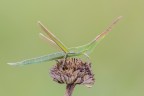 Acrida ungarica Acrida ungarica