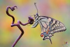 Papilio Background Color.... Papilio Background Color....