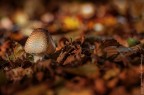 il bosco magico 4 il bosco magico 4