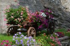 Fiori a Triora Fiori a Triora