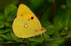 Ultima Colias crocea