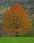 Autunno (a colori) Autunno (a colori)