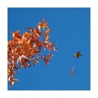 fall leaves fall leaves