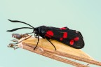 Zygaena