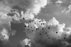 le ali della Libertà le ali della Libertà