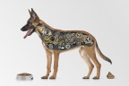 Dognology Dognology
