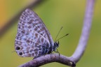 Leptotes vs Lampides Leptotes vs Lampides