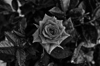 Rosa b&w Rosa b&w