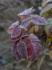 brina autunnale brina autunnale