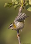 Fiorrancino II Fiorrancino II