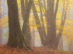 Magic Fog
