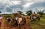 Agricoltura birmana
