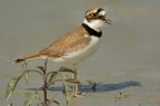 Corriere piccolo (Charadrius dubius)