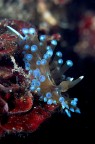 Janulus Janulus