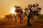 L'oro del Salento L'oro del Salento