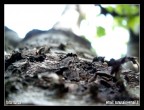 corteccia corteccia